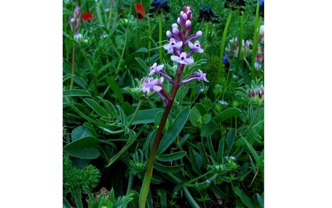 De origem italiana, a orquídea Orchis brancifortii gosta de solos secos e cresce melhor no cerrado e nas pradarias. O tronco alcança até 25 cm de altura