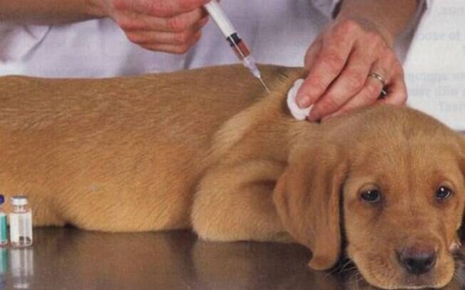 A vacinação é a melhor forma de prevenção da tosse dos canis 