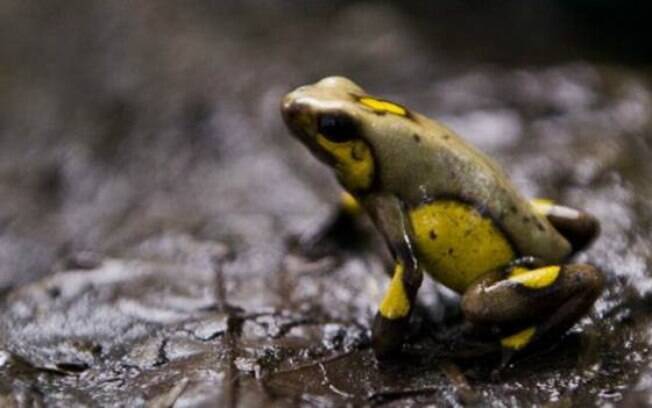 Diversos anfíbios enfrentam ameaça de extinção