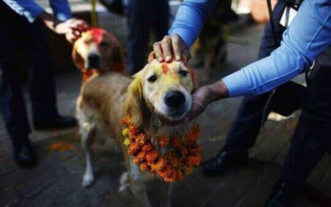 Cachorro em festival no Nepal.