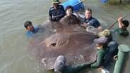 Arraia gigante com mais de 317 kg é capturada 