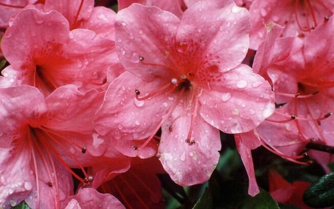 Assim como a tulipa, a azaleia (Rhododendron simsii) também causa danos gastrointestinais e colapsos no coração quando ingerida