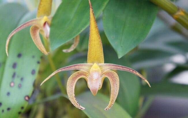 Orquídea da espécie Bulbophyllum