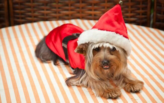 Seu pet fica lindo preparado para o Natal? Então manda correndo a foto dele pra gente!