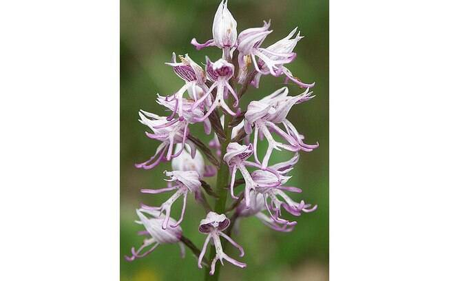 A orquídea Orchis símia, também conhecida como ‘orquídea-macaco’, é originada na França e tem na cor rosa acinzentada sua característica principal