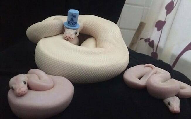 Cobra de chapéu.