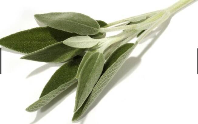 Salvia