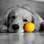 Luciano Boaventura Nunes, dono do golden retriever Spike, caprichou na foto. Quem resiste a esse olhar ‘quero colo’? . Foto: Arquivo pessoal