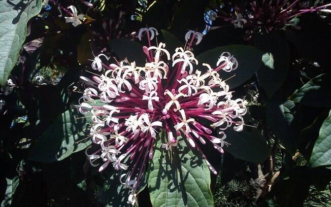 A espécie Clerodendron quadriloculare Merr, originada nas Filipinas, é cultivada a pleno sol e precisa de rega abundante. A floração acontece no inverno