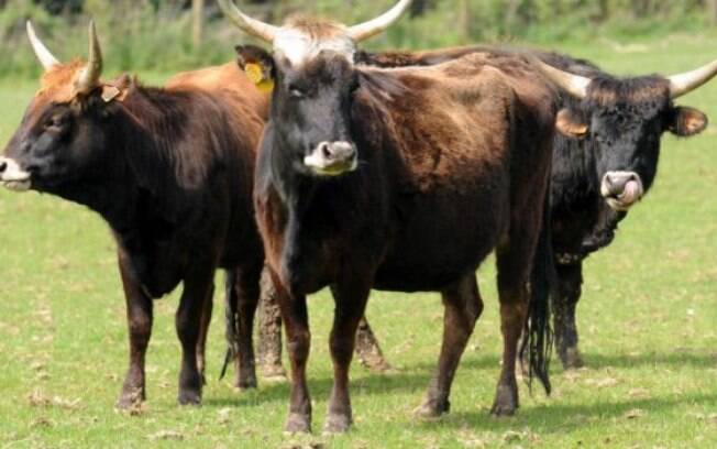 Parte das vacas