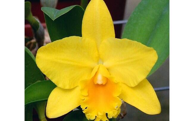 Orquídea da espécie Pot. luna jaune celebration