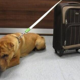 Cachorro é abandonado em estação de trem na Escócia