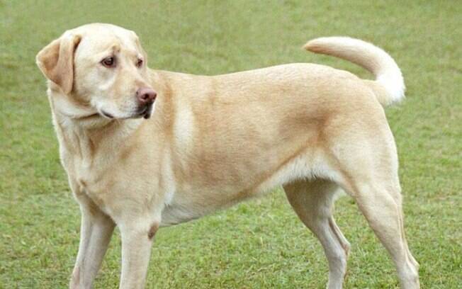 O Labrador Retriever além de inteligente é muito dócil e amoroso 