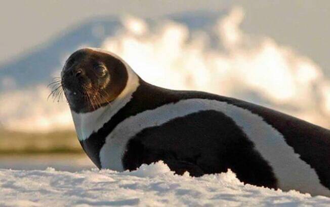 Raro exemplar de foca de fita