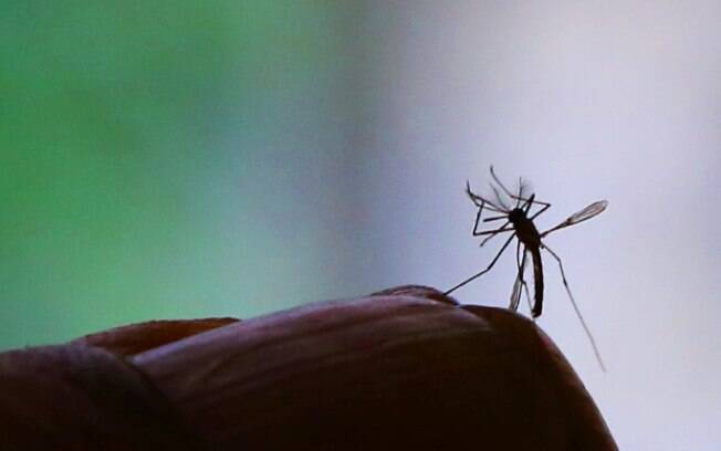 O Aedes aegypti, transmissor do zika vírus, chikungunya e dengue: epidemia que preocupa