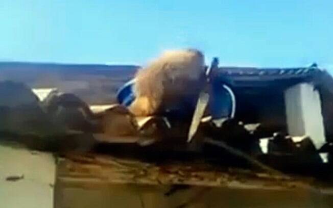 Macaco pegou faca, subiu no telhado de bar na Paraba e aterrorizou clientes