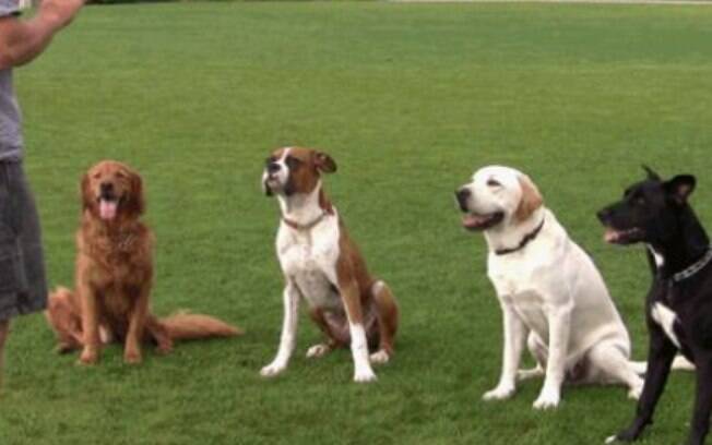 Adestramento de cães podem ajudar os animais a lidar com diversos problemas