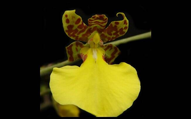 Originada em Honduras, a orquídea Oncidium splendidum gosta de lugares com clima quente e úmido, além de muita luminosidade