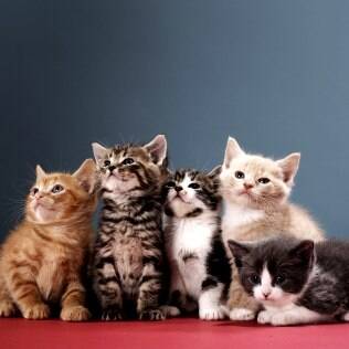 Dicas para cuidar do seu gatinho