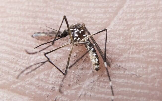 A febre zika é uma doença viral aguda, transmitida principalmente pelo mosquito Aedes aegypti