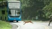 Onça é vista cruzando estrada em parque