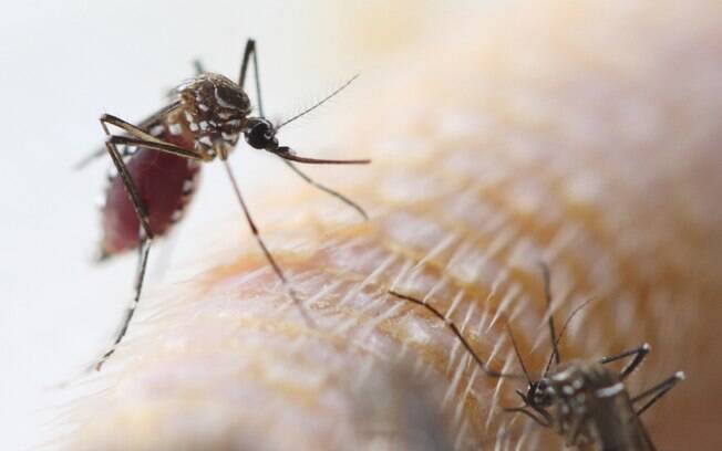 Instale telas de proteção e mosquiteiros na sua casa, para evitar picadas do Aedes aegypti. Foto: iStock