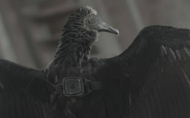 Aves estão sendo treinadas para voar com câmera GoPro