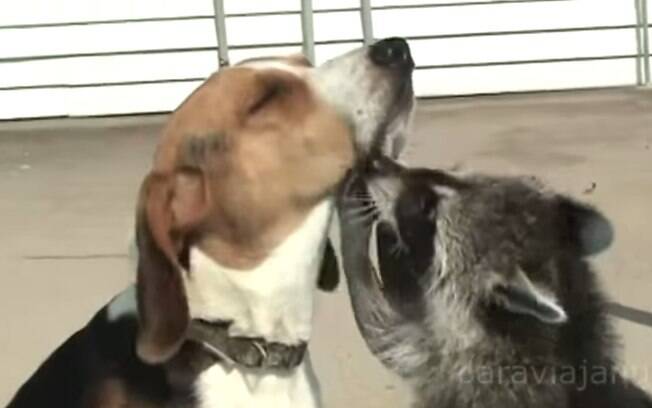 Guaxinim e cachorro: o exótico animal aparecendo cheirando e fazendo carinho no focinho do cão, em vídeo postado em 2012. Foto: Reprodução/Youtube