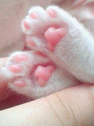 Cuidados com gato também são muito importantes