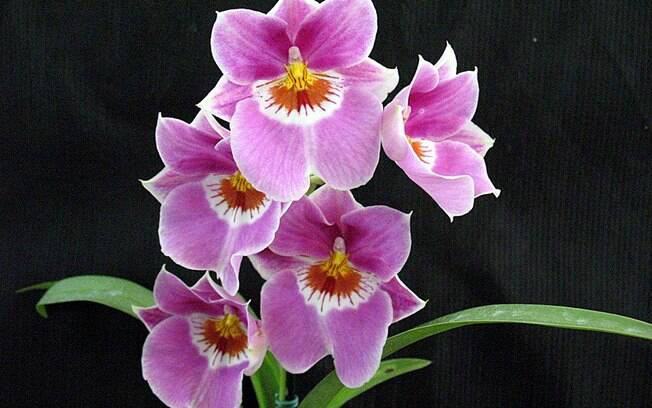 Orquídea da espécie Miltonia