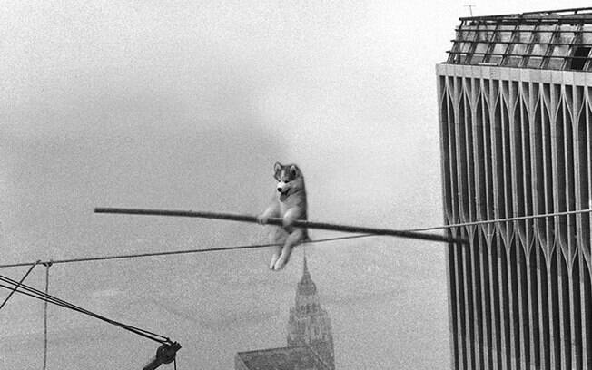 Equilibrista