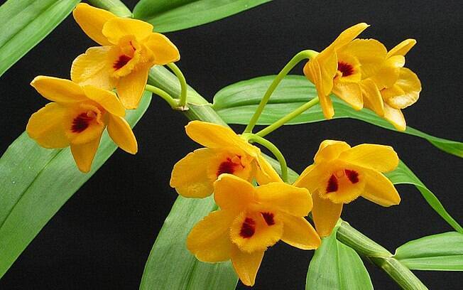 Orquídea da espécie Dendrobium chrysanthum
