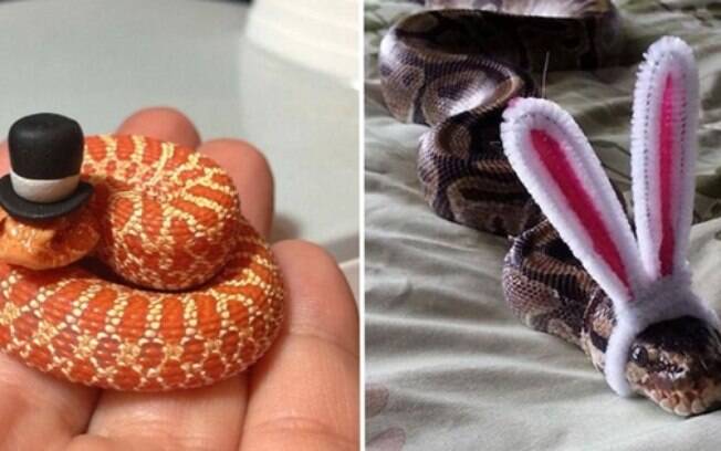 Cobras de chapeuzíneo.