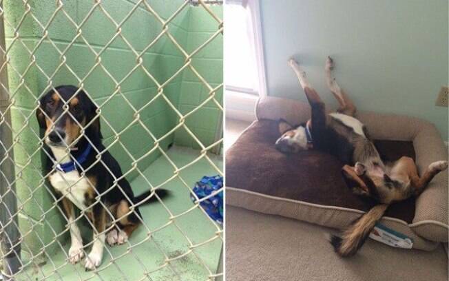 Cachorro bem triste atrás de grades e bem feliz com a liberdade.