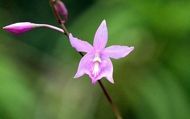 Orquídea da espécie Pseudolaelia corcovadensis