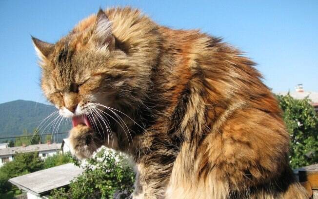 O maine coon é conhecido como o gato gigante 