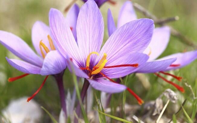 A flor Saffron crocus é inusitada e usada na produção do açafrão. É preciso reunir 150 mil flores dessas para produzir um quilo da especiaria