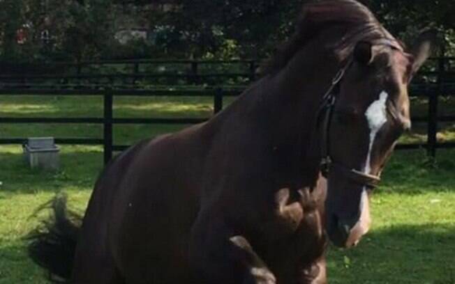 Valegro ganhou ouro com companheiro Charlotte Dujardin no Rio 2016