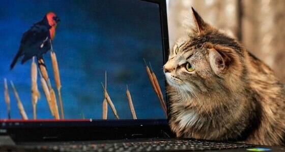 Como a vida dos gatos mudou com a tecnologia?