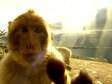 Excesso de macacos encrenqueiros leva Gibraltar a exportar animais; vídeo