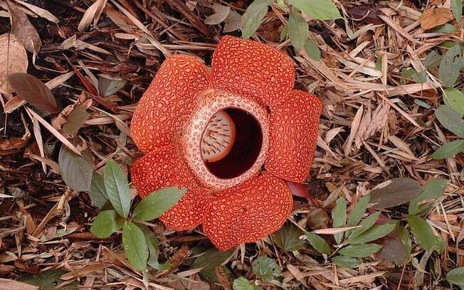 A Rafflesia arnoldii, originada na Indonésia, é conhecida como planta monstro cadáver e origina a  maior flor do mundo – com quase um metro de largura e mais de 10 kg (na foto, ainda bebê)