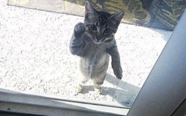 Esse gato é um dos animais que quer muito entrar casa.