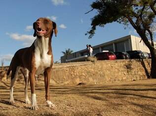Thor voltou para casa graças ao Procura-se Cachorro