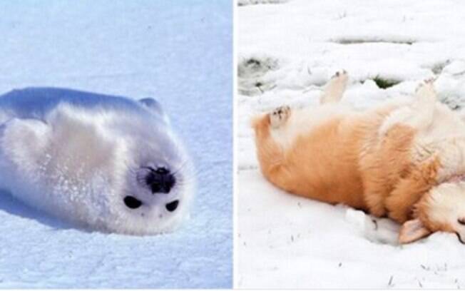 Focas são como cachorros do mar.