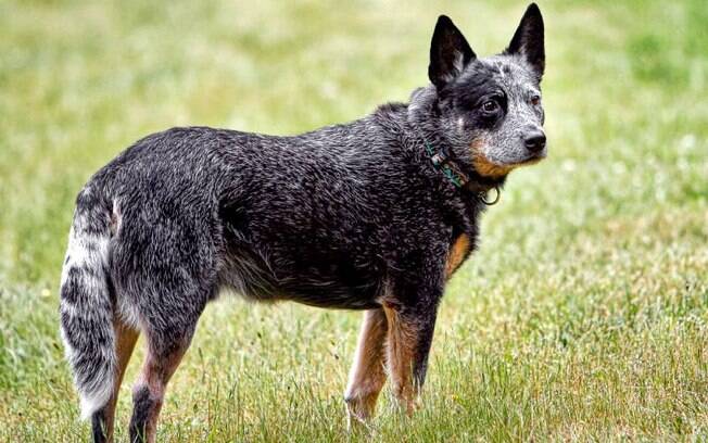 O Austrian Cattle Dog está em décimo lugar no ranking das raças de cachorros mais inteligentes 