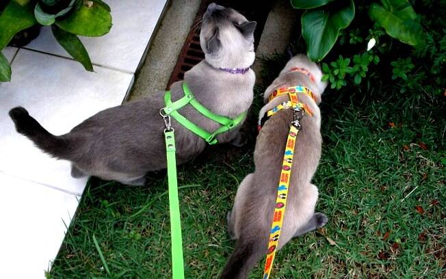 Lirah, Apolo e Iris aprenderam a passear na coleira, mas é impossível sair com os três juntos, cada um quer ir para uma direção