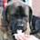 Nem os pets ficaram de fora da celebração do Dia Do Sorvete (25/08/12), em Norwalk (EUA). Esse cachorro adorou a delícia gelada (25/08/12). Foto: Reuters