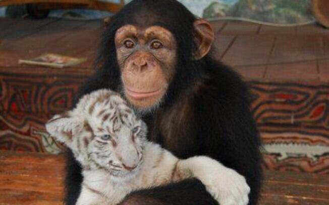 Chimpanzé e puma, EUA: a macaquinha Anjana adotou a pequena Sierra assim que ela chegou ao  Institute of Greatly Endangered and Rare Species. Foto: Reprodução/Facebook