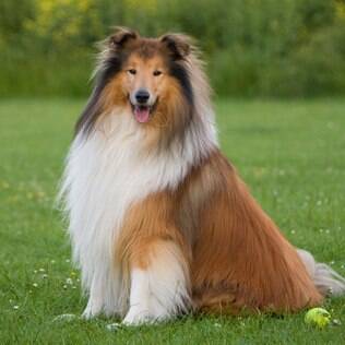 O collie é um cachorro que se encaixa ao signo de virgem