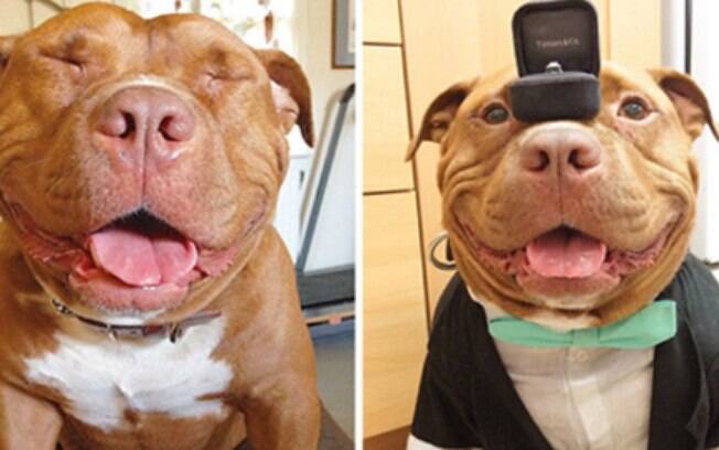 Cachorro sorridente.
